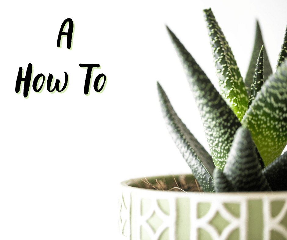 Succulent Bowl Care